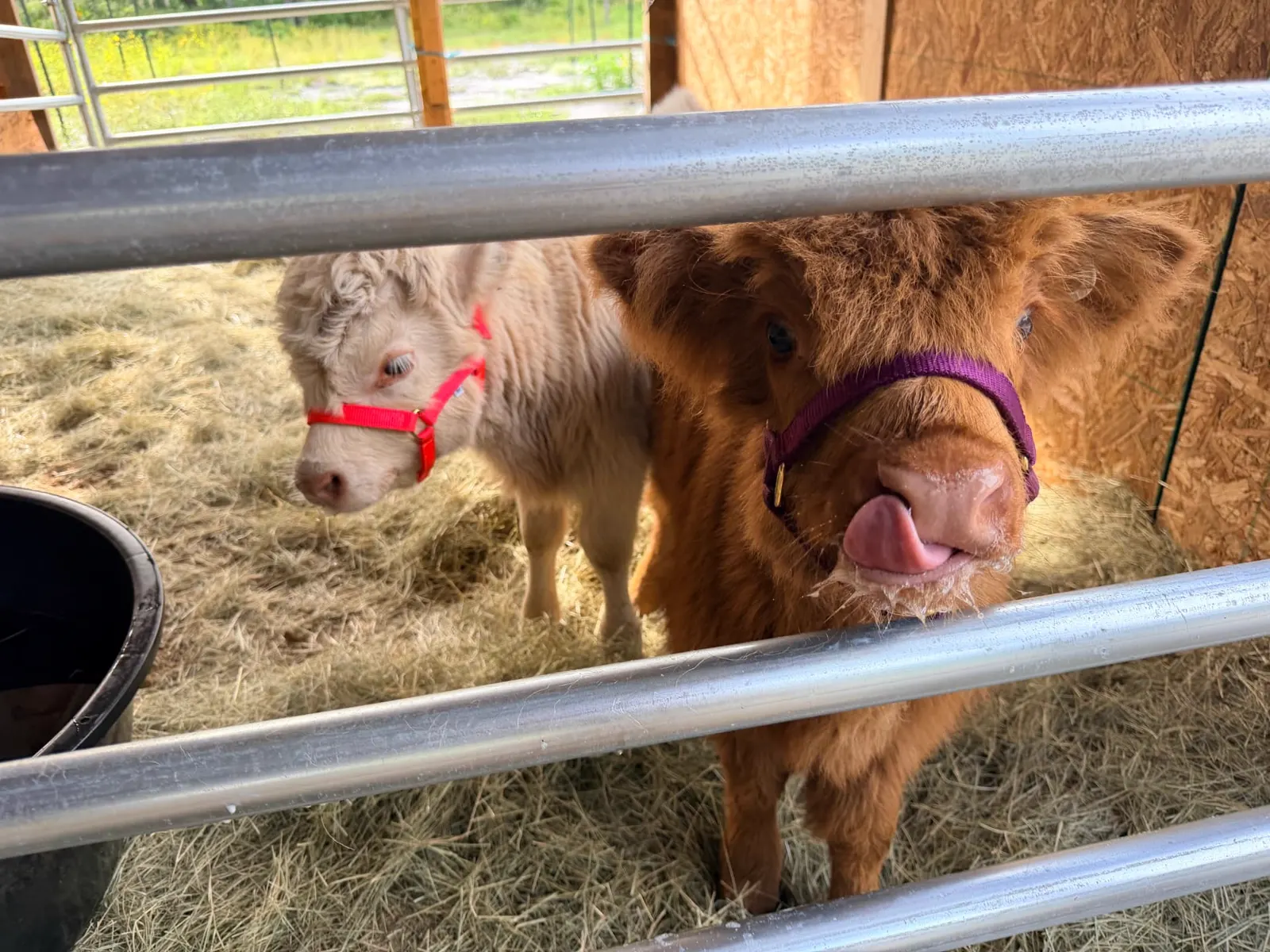A moment at Petunia's Sanctuary