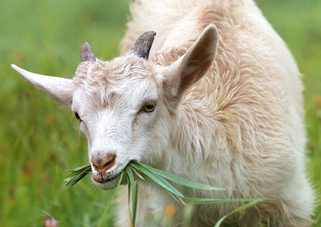 Goat grazing in the meadow
