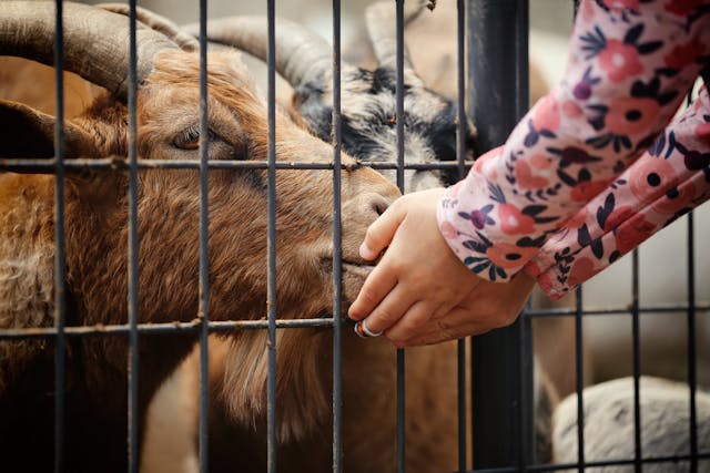 A child reaching out to a goat