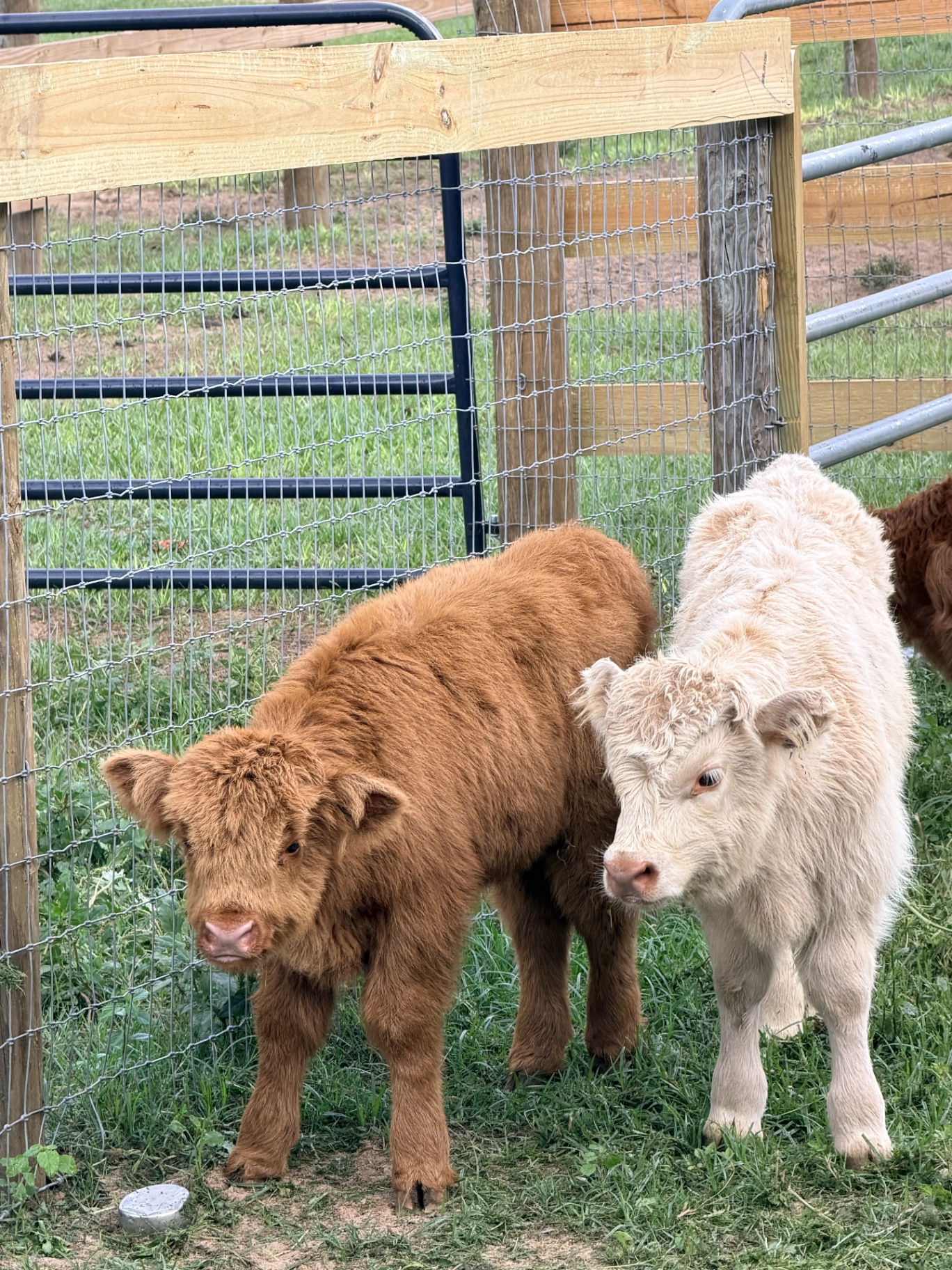 Petunia and Teodoro together