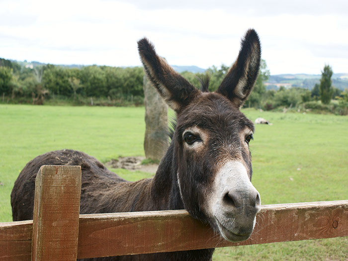 Rescued donkey at the fence