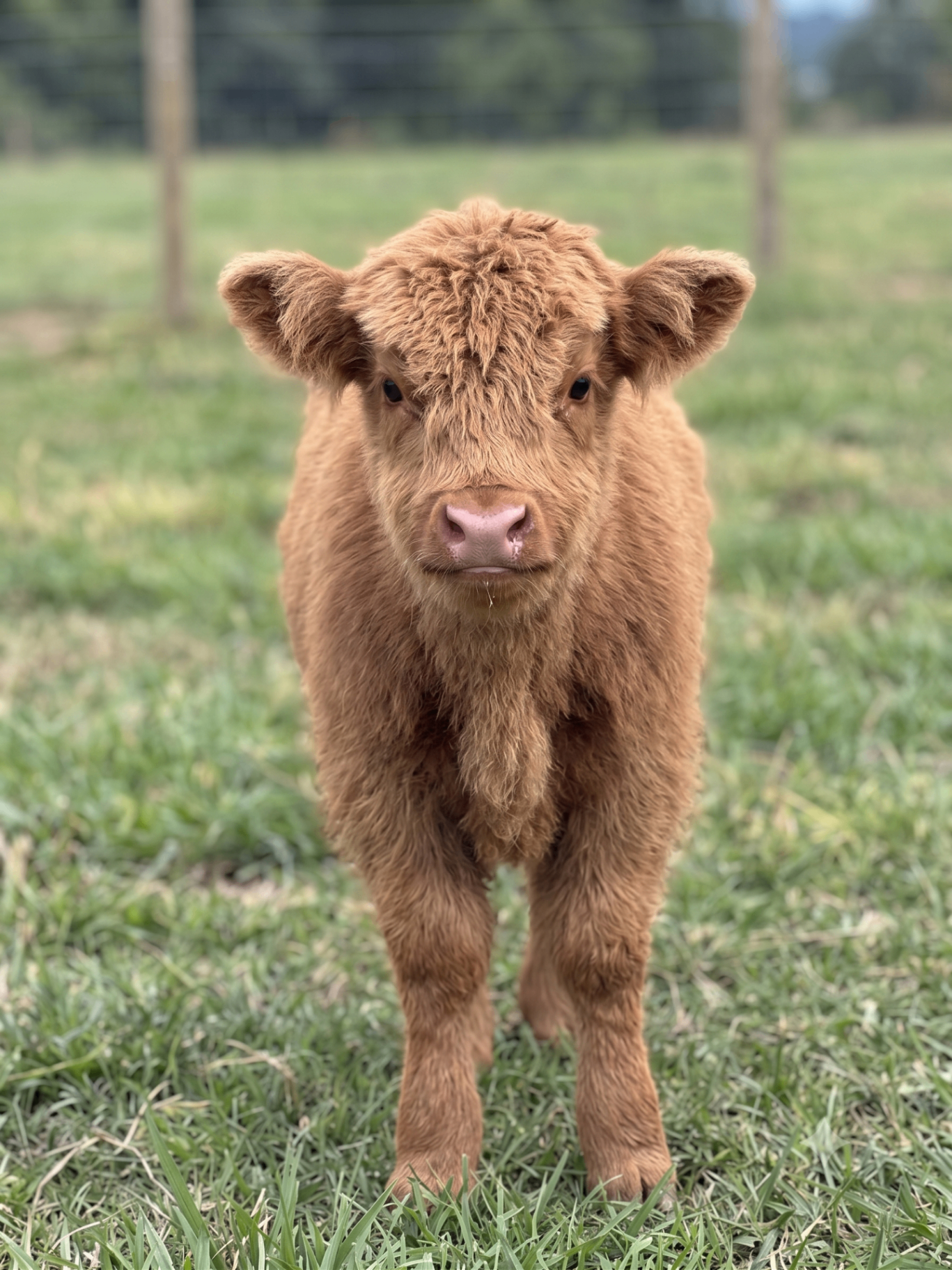 Petunia — beautiful, fluffy, curious, happy